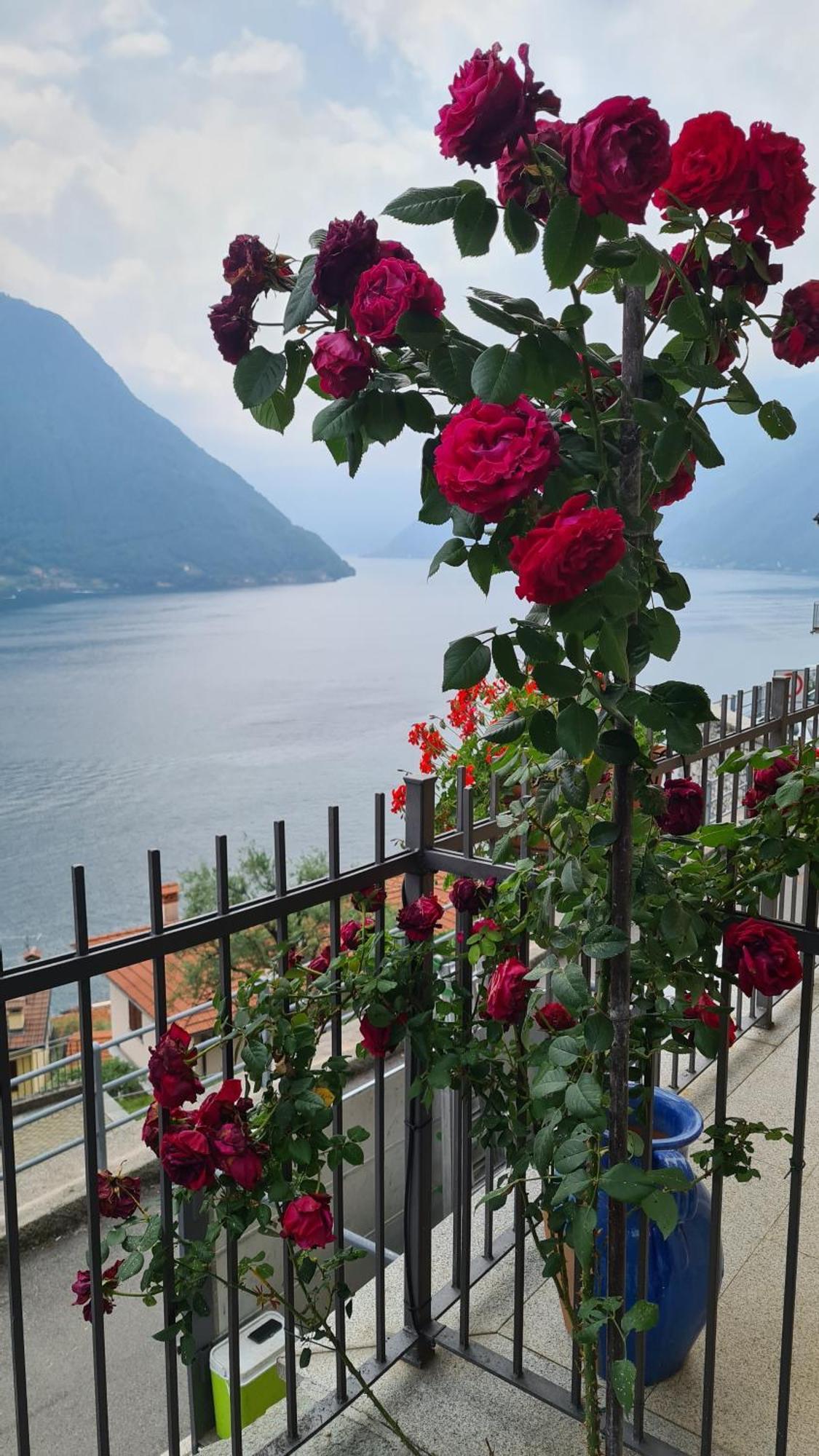 Colonno Panoramica Lago Di Como Exterior photo